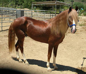 Rno Espiritu
